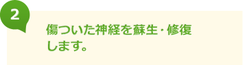 傷ついた神経を蘇生・修復します。