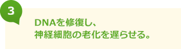 DNAを修復し、神経細胞の老化を遅らせる。